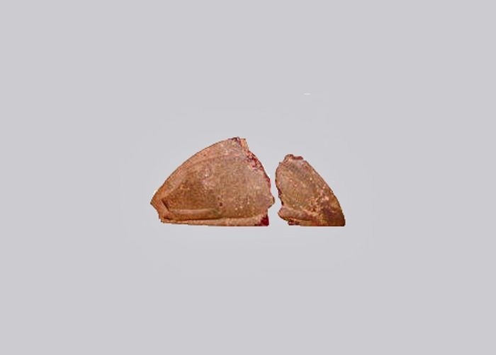 Relief with recumbent boar
