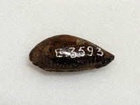 Thumbnail image for cowrie shell; cowry pearl