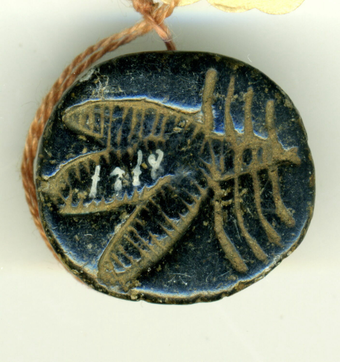 scaraboid; beetle