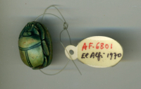 Thumbnail image for beetle