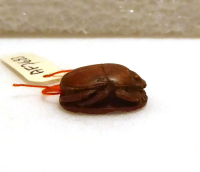 Thumbnail image for beetle
