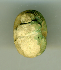 Thumbnail image for beetle