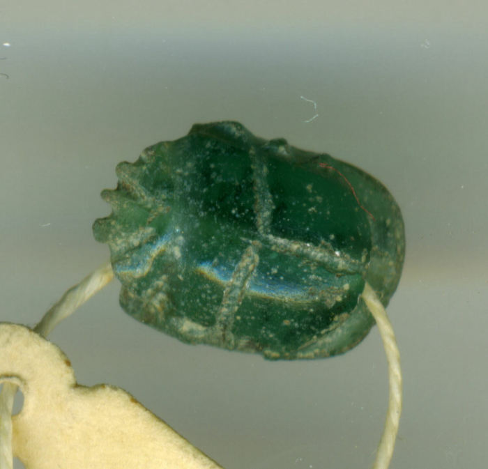 beetle