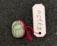 Thumbnail image for beetle