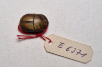 Thumbnail image for beetle