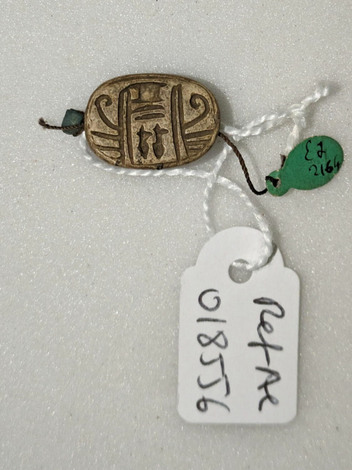 beetle
