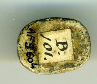 Thumbnail image for beetle