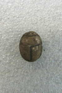 Thumbnail image for beetle
