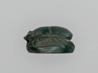 Thumbnail image for beetle