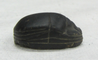 Thumbnail image for beetle
