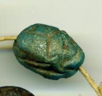 Thumbnail image for beetle
