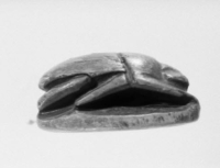 Thumbnail image for beetle