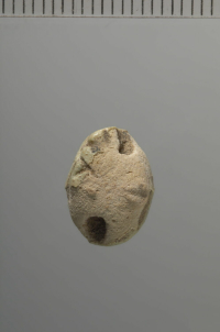 Thumbnail image for beetle