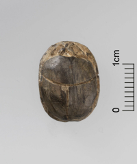 Thumbnail image for beetle