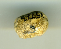 Thumbnail image for beetle