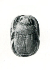 Thumbnail image for beetle