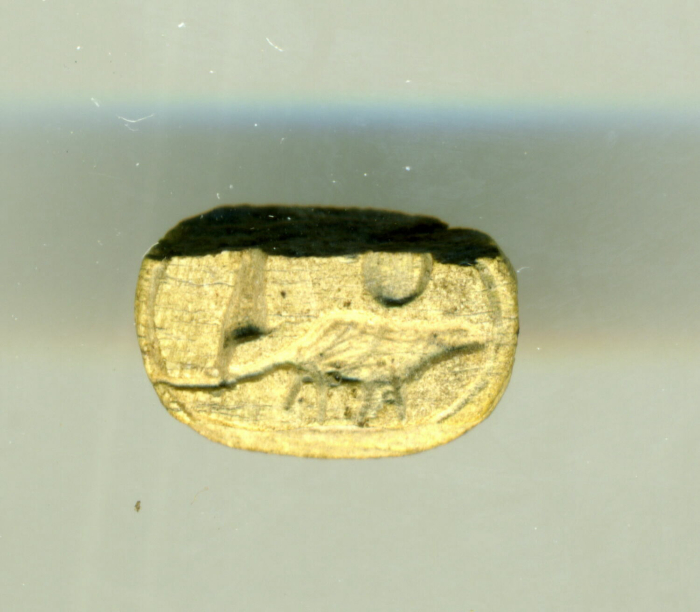 detailed scarab