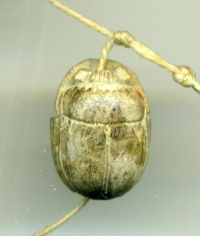 Thumbnail image for detailed scarab