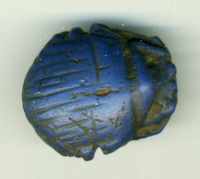 Thumbnail image for detailed belly beetle