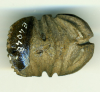 Thumbnail image for detailed belly beetle