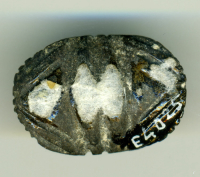 Thumbnail image for detailed belly beetle