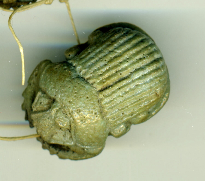 detailed belly beetle